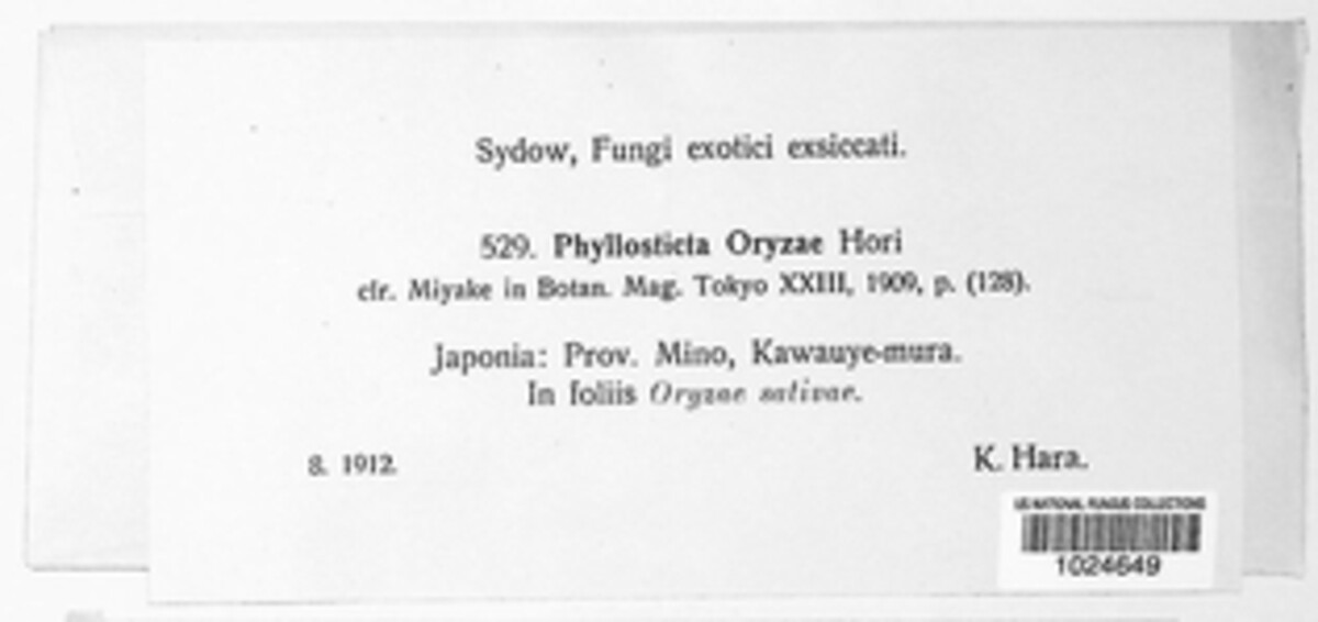 Phyllosticta oryzae image